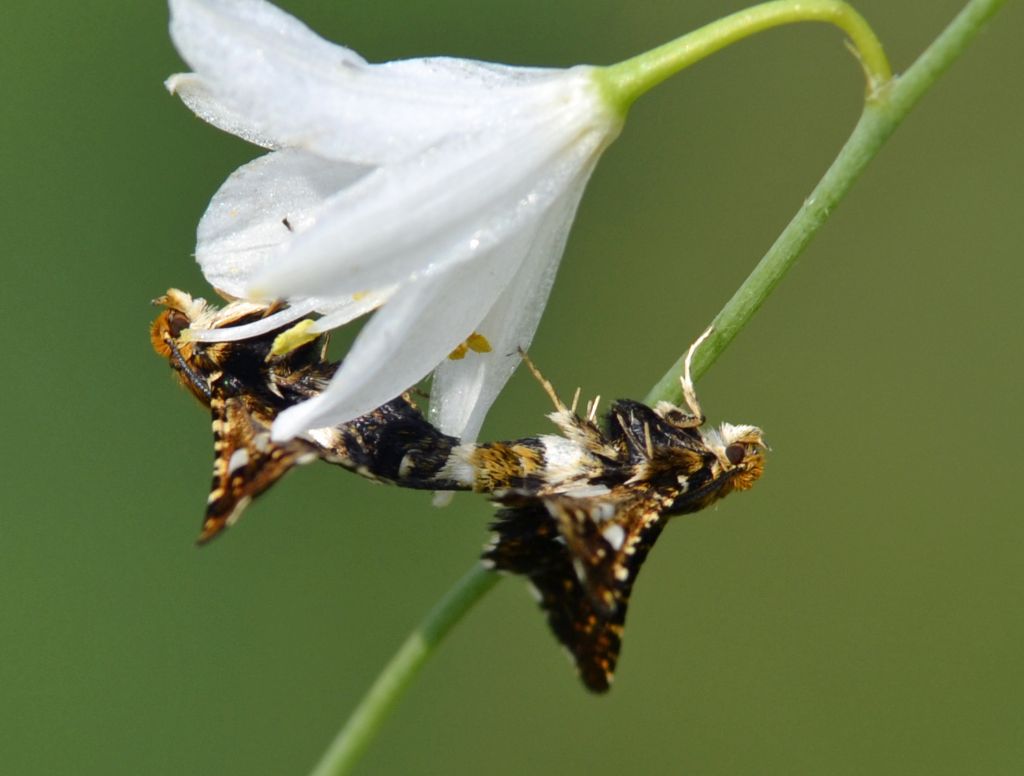 Thyris fenestrella accoppiamento